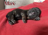 Max, a female Cocker Spaniel for sale in Palmdale, CA – Photo 4 of 6