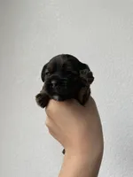 Max, a female Cocker Spaniel for sale in Palmdale, CA – Photo 2 of 6