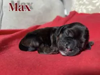 Max, a female Cocker Spaniel for sale in Palmdale, CA – Photo 5 of 6