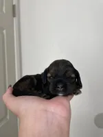 Max, a female Cocker Spaniel for sale in Palmdale, CA – Photo 3 of 6