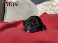 Max, a female Cocker Spaniel for sale in Palmdale, CA – Photo 6 of 6