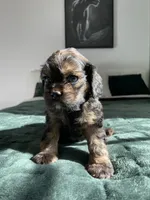 Max, a female Cocker Spaniel for sale in Palmdale, CA – 9 of 9