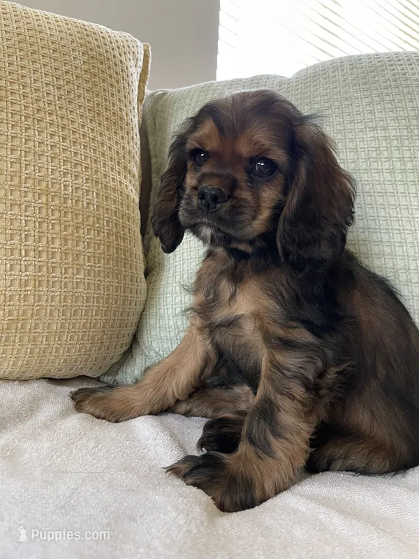 Max – Cocker Spaniel puppy for sale in Palmdale, CA
