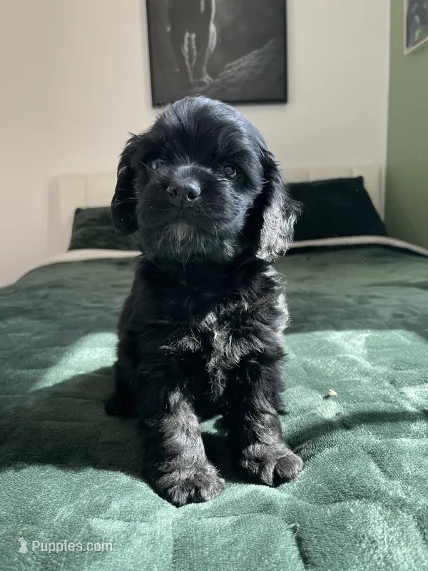 Eleven – Cocker Spaniel puppy for sale in Palmdale, CA