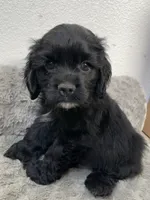 Steve, a male Cocker Spaniel for sale in Palmdale, CA – 5 of 9
