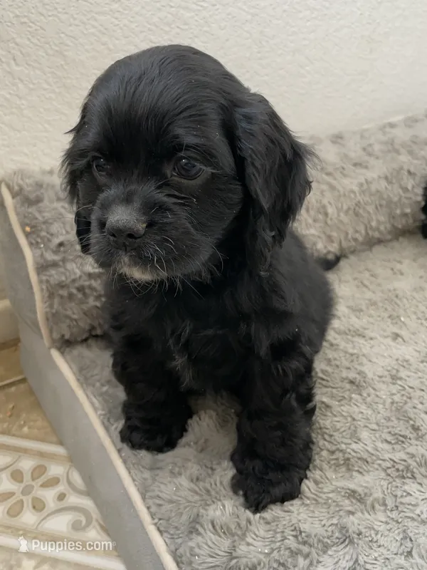 Billy – Cocker Spaniel puppy for sale in Palmdale, CA