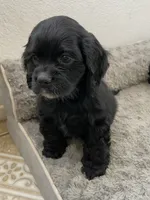 Billy, a male Cocker Spaniel for sale in Palmdale, CA – 4 of 8