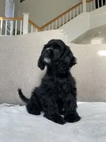 Billy, a male Cocker Spaniel for sale in Palmdale, CA – 3 of 8