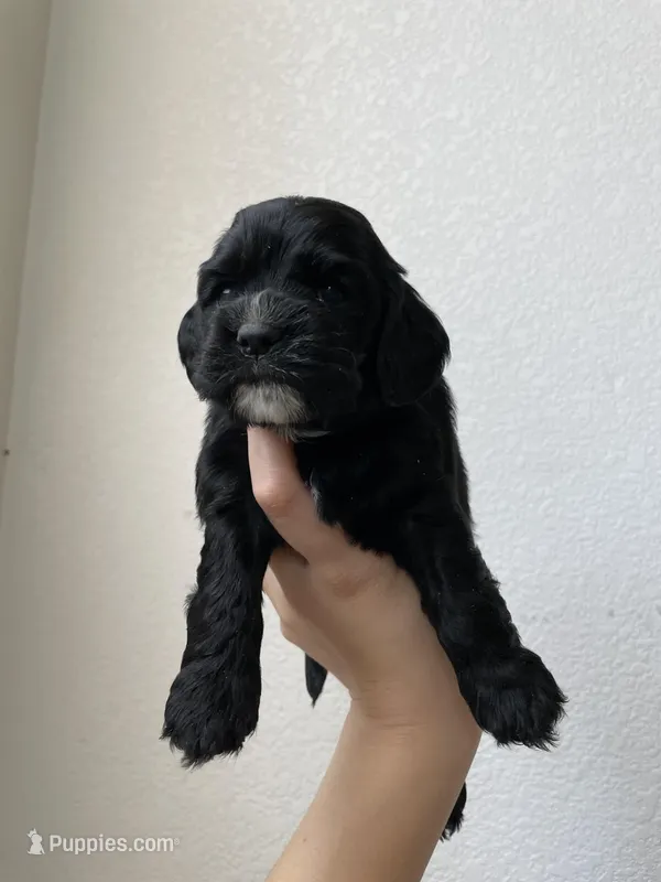 Billy – Cocker Spaniel puppy for sale in Palmdale, CA