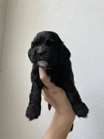Billy, a male Cocker Spaniel for sale in Palmdale, CA – Photo 1 of 5