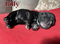 Billy, a male Cocker Spaniel for sale in Palmdale, CA – Photo 5 of 5