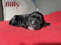 Billy, a male Cocker Spaniel for sale in Palmdale, CA – Photo 4 of 5