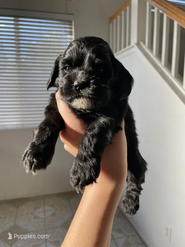 Billy – Cocker Spaniel puppy for sale in Palmdale, CA