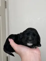 Billy, a male Cocker Spaniel for sale in Palmdale, CA – Photo 3 of 5