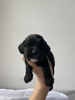 Billy, a male Cocker Spaniel for sale in Palmdale, CA – Photo 2 of 5