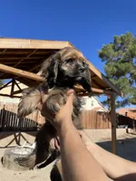 Nancy , a female Cocker Spaniel for sale in Palmdale, CA – 2 of 7
