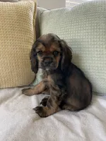 Max, a female Cocker Spaniel for sale in Palmdale, CA – 3 of 9