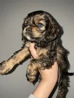 Max, a female Cocker Spaniel for sale in Palmdale, CA – 7 of 9