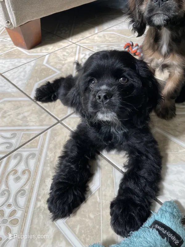 Billy – Cocker Spaniel puppy for sale in Palmdale, CA