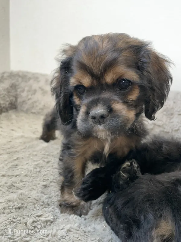 Nancy – Cocker Spaniel puppy for sale in Palmdale, CA
