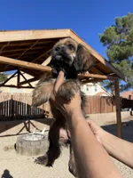 Nancy , a female Cocker Spaniel for sale in Palmdale, CA – 3 of 7