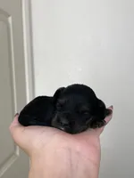 Holly, a female Cocker Spaniel for sale in Palmdale, CA – Photo 3 of 5