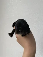 Holly, a female Cocker Spaniel for sale in Palmdale, CA – Photo 2 of 5