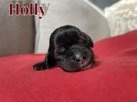 Holly, a female Cocker Spaniel for sale in Palmdale, CA – Photo 5 of 5