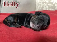 Holly, a female Cocker Spaniel for sale in Palmdale, CA – Photo 4 of 5