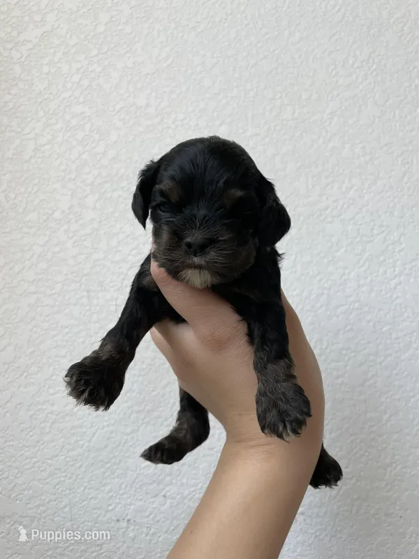 Holly – Cocker Spaniel puppy for sale in Palmdale, CA