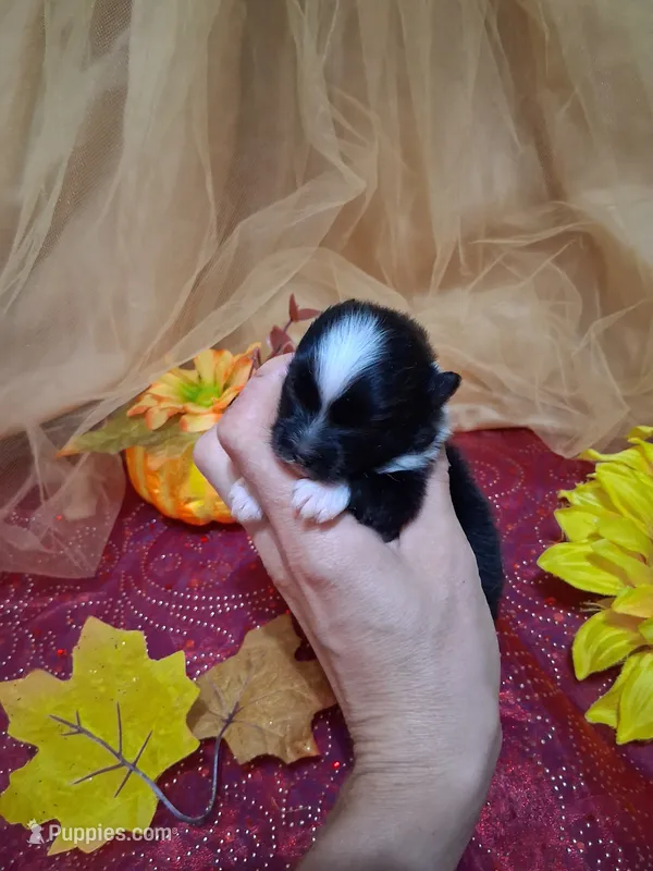 Treasure, AKC girl. – Pomeranian puppy for sale in Siloam Springs, AR