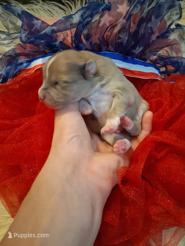 Truffles  – Pomeranian puppy for sale in Siloam Springs, AR