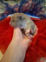 Truffles , a male Pomeranian for sale in Siloam Springs, AR – 1 of 3