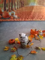 Sapphire *AKC girl, a female Pomeranian for sale in Siloam Springs, AR – 1 of 4