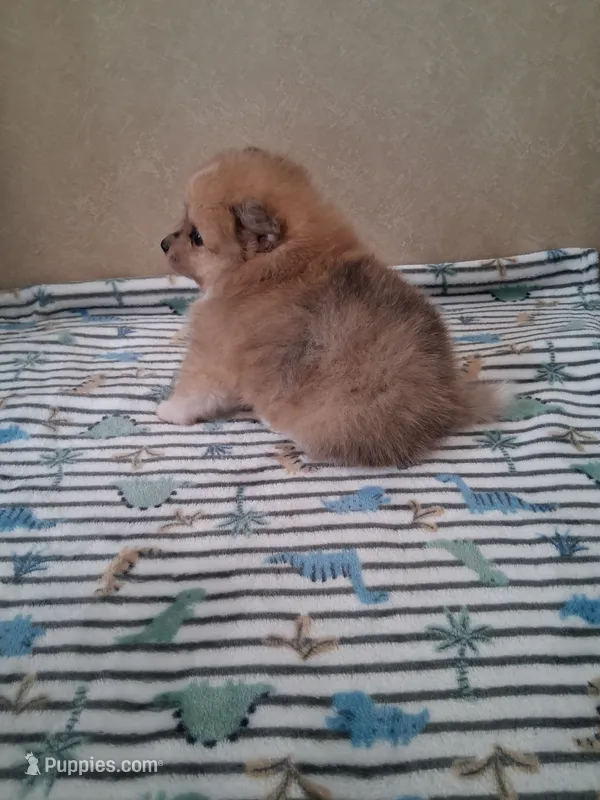 Truffles  – Pomeranian puppy for sale in Siloam Springs, AR