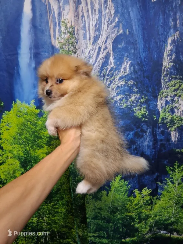 Truffles*ACA boy – Pomeranian puppy for sale in Siloam Springs, AR