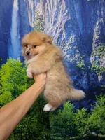 Truffles*ACA boy, a male Pomeranian for sale in Siloam Springs, AR – 3 of 5