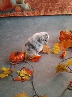 Sapphire *AKC girl, a female Pomeranian for sale in Siloam Springs, AR – 3 of 4