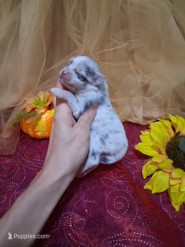 Sapphire – Pomeranian puppy for sale in Siloam Springs, AR