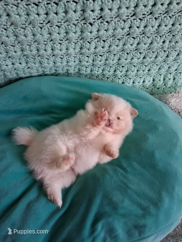 Dream Cloud – Pomeranian puppy for sale in Siloam Springs, AR