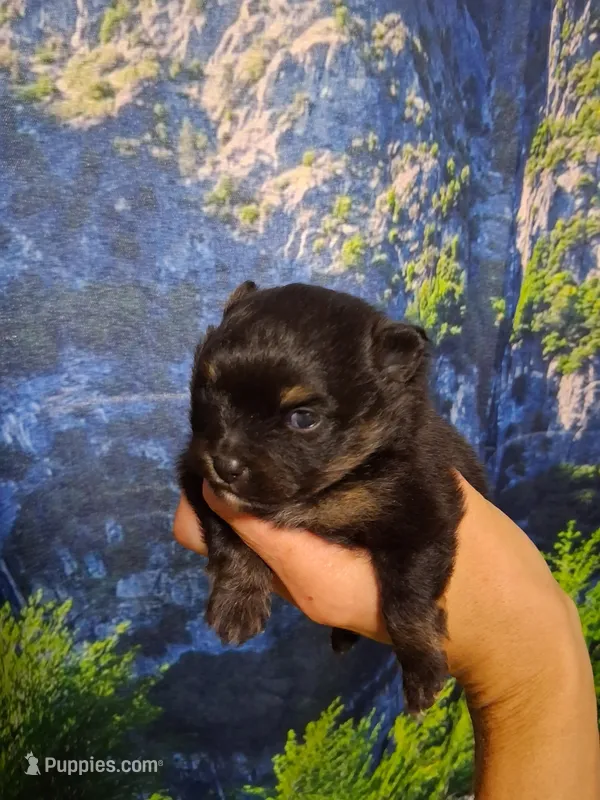 Cherish*AKC Girl – Pomeranian puppy for sale in Siloam Springs, AR