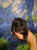Cherish*AKC Girl, a female Pomeranian for sale in Siloam Springs, AR – 1 of 4