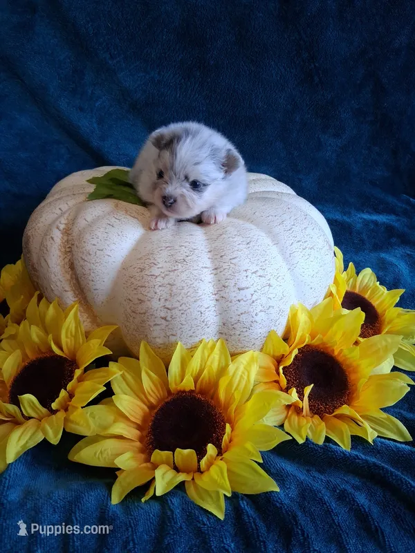 Blue Muffin *AKC boy – Pomeranian puppy for sale in Siloam Springs, AR