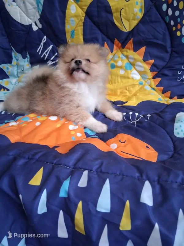 Truffles  – Pomeranian puppy for sale in Siloam Springs, AR