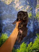 Cherish*AKC Girl, a female Pomeranian for sale in Siloam Springs, AR – 3 of 4