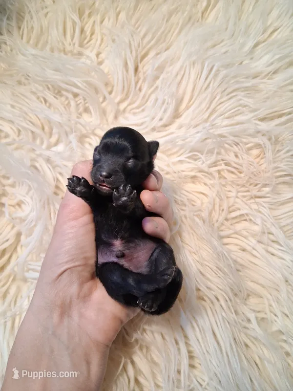 Black Stallion *AKC boy – Pomeranian puppy for sale in Siloam Springs, AR