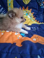 Truffles , a male Pomeranian for sale in Siloam Springs, AR – 3 of 4