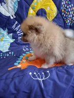 Truffles , a male Pomeranian for sale in Siloam Springs, AR – 2 of 4