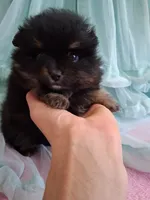 Jazziness*AKC Girl, a female Pomeranian for sale in Siloam Springs, AR – 10 of 10