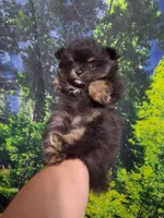 Jazziness*AKC Girl, a female Pomeranian for sale in Siloam Springs, AR – 6 of 10